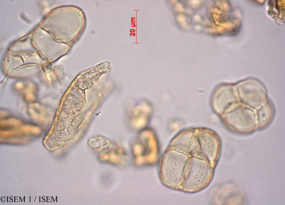 ISEM 1/Apocynum_sibiricum_27976/Apocynum_sibiricum_27976_0001(copy)_thumb.jpg